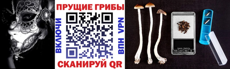 Псилоцибиновые грибы мицелий  продажа наркотиков  Палласовка 
